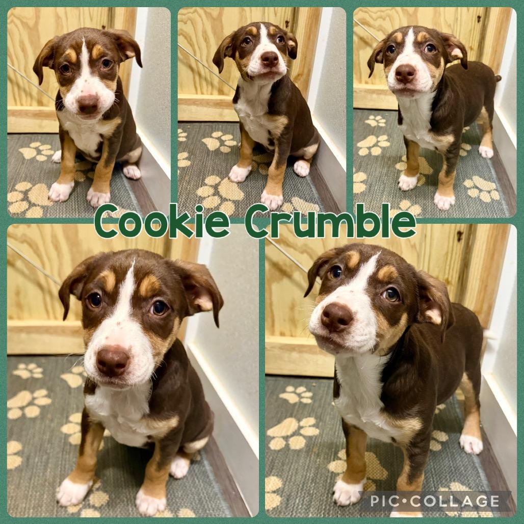 Cookie Crumble, Adoptable, Puppy Female English Pointer & English Bulldog.