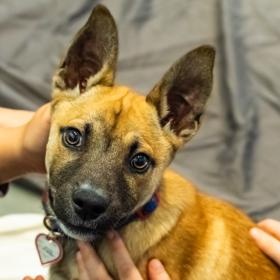 Optimus, ADOPTABLE, Puppy Male Shepherd.