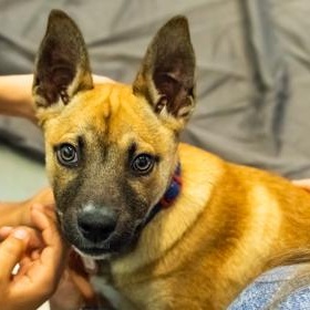 Enlarge Optimus, a ADOPTABLE Shepherd in Santa Cruz, CA image 3/4