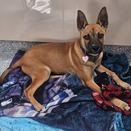 Enlarge Optimus, a ADOPTABLE Shepherd in Santa Cruz, CA image 2/4