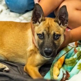 Enlarge Optimus, a ADOPTABLE Shepherd in Santa Cruz, CA image 4/4