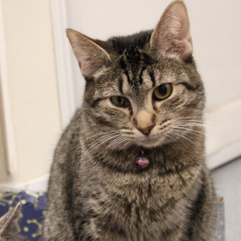 Enlarge Cheerio, a Adoptable Domestic Short Hair in Defiance, OH image 1/6