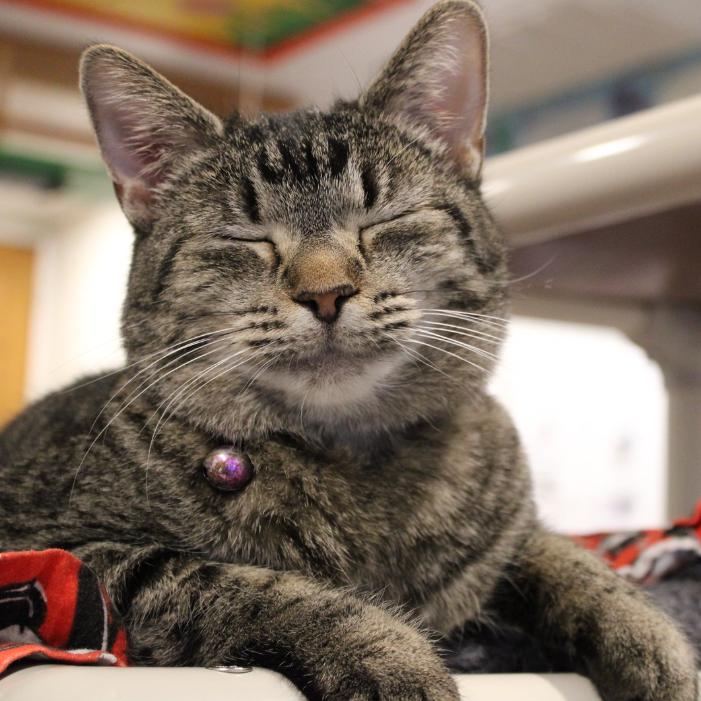 Enlarge Cheerio, a Adoptable Domestic Short Hair in Defiance, OH image 2/6