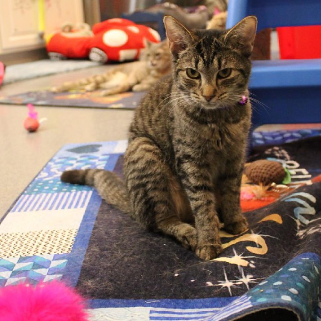 Enlarge Cheerio, a Adoptable Domestic Short Hair in Defiance, OH image 3/6