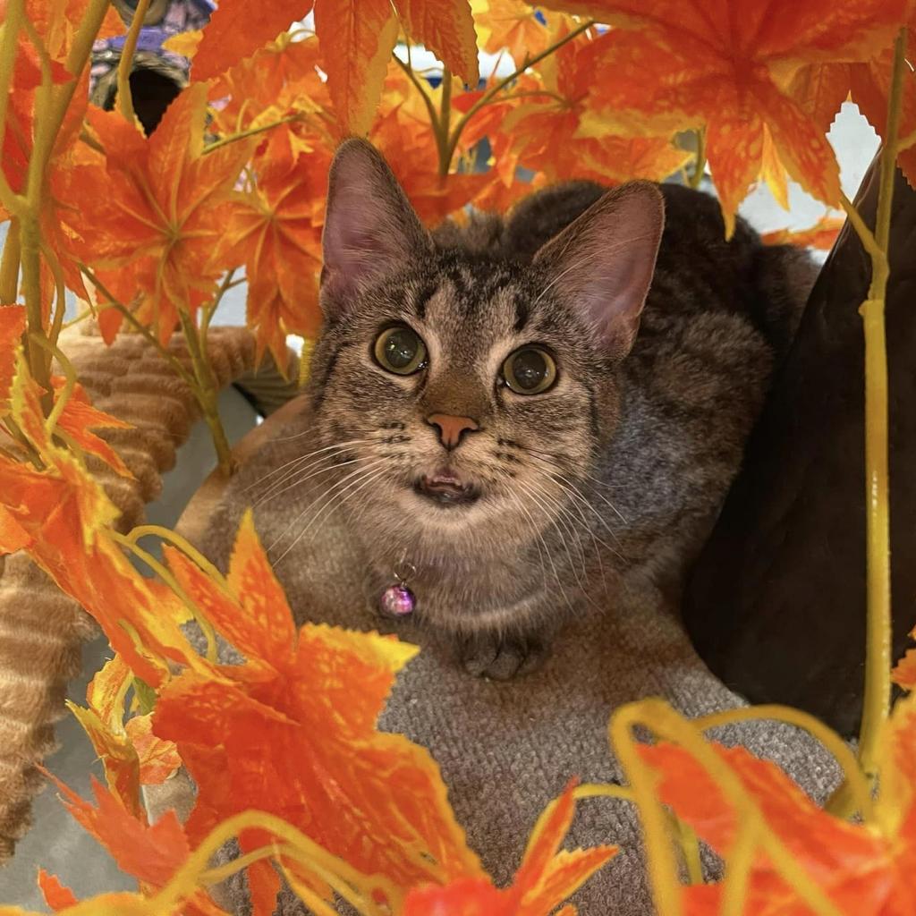 Enlarge Cheerio, a Adoptable Domestic Short Hair in Defiance, OH image 4/6