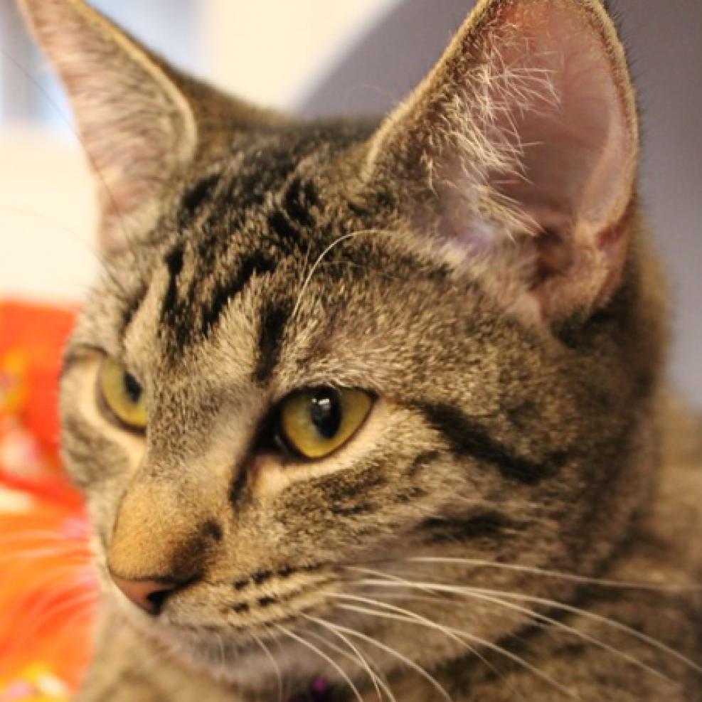 Enlarge Cheerio, a Adoptable Domestic Short Hair in Defiance, OH image 6/6