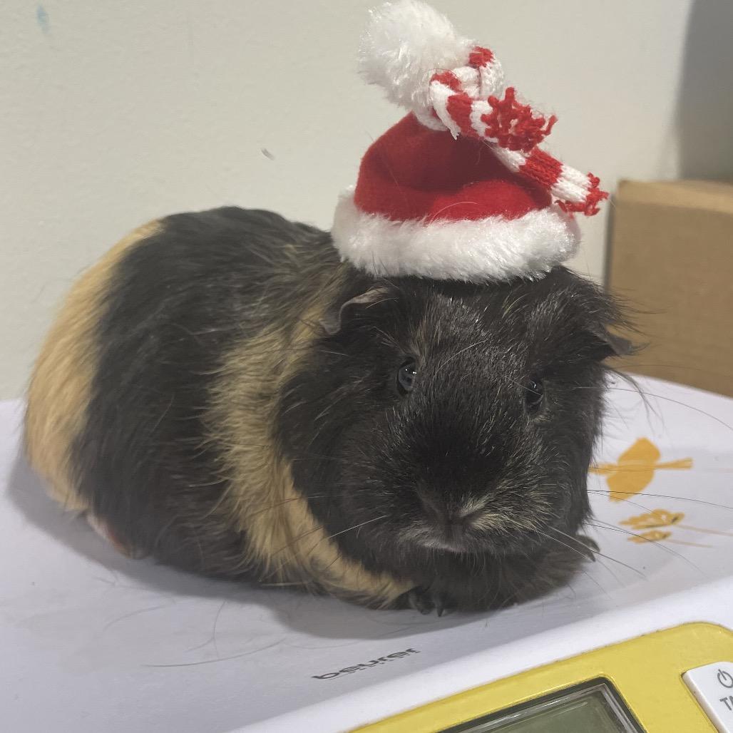 Emma, Adoptable, Adult Female Guinea Pig & Guinea Pig.