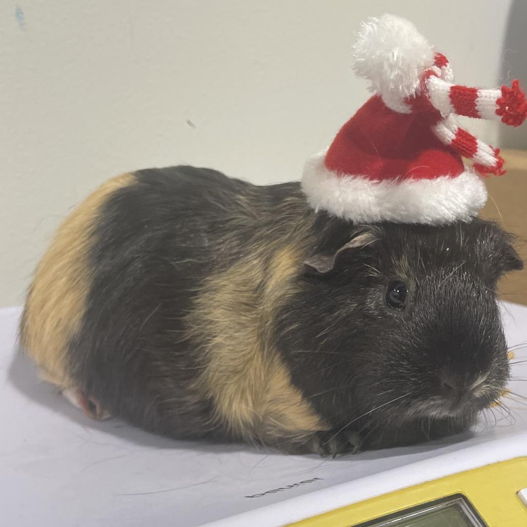 Enlarge Emma, a Adoptable mixed breed image 2/2