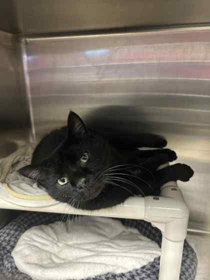 Enlarge Panther, a Adoptable mixed breed in Munster, IN image 1/1