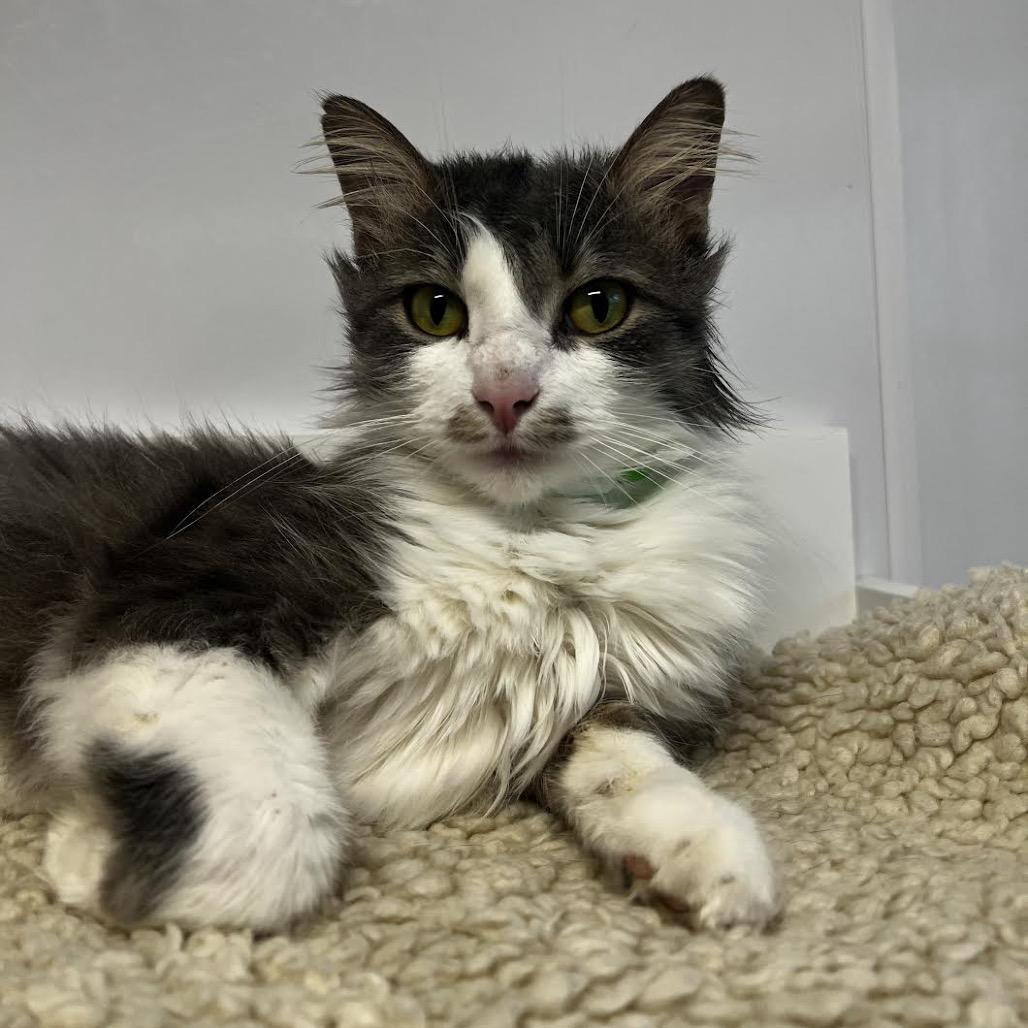 Snickerdoodle, Adoptable, Adult Male Domestic Short Hair.