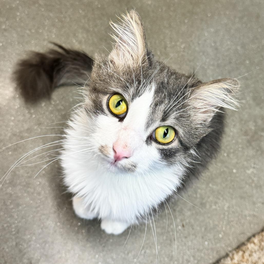 Enlarge Snickerdoodle, a Adoptable Domestic Short Hair in Fort Wayne, IN image 2/4