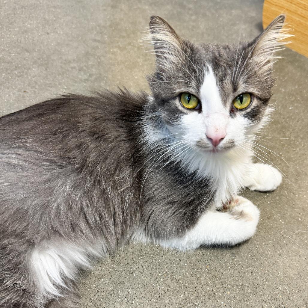 Enlarge Snickerdoodle, a Adoptable Domestic Short Hair in Fort Wayne, IN image 4/4