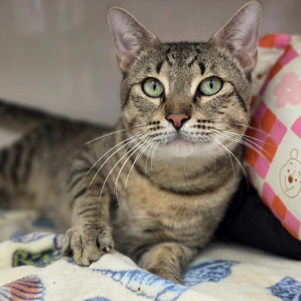 Croquembouche, Adoptable, Adult Male Domestic Short Hair.