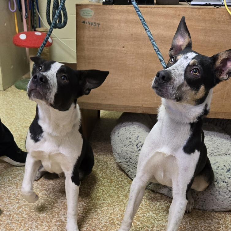 Milo, Adoptable, Young Male Pit Bull Terrier & Australian Cattle Dog / Blue Heeler.