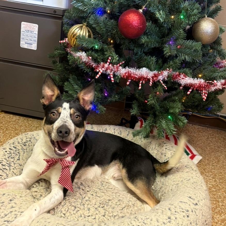 Enlarge Milo, a Adoptable mixed breed in Chehalis, WA image 3/3