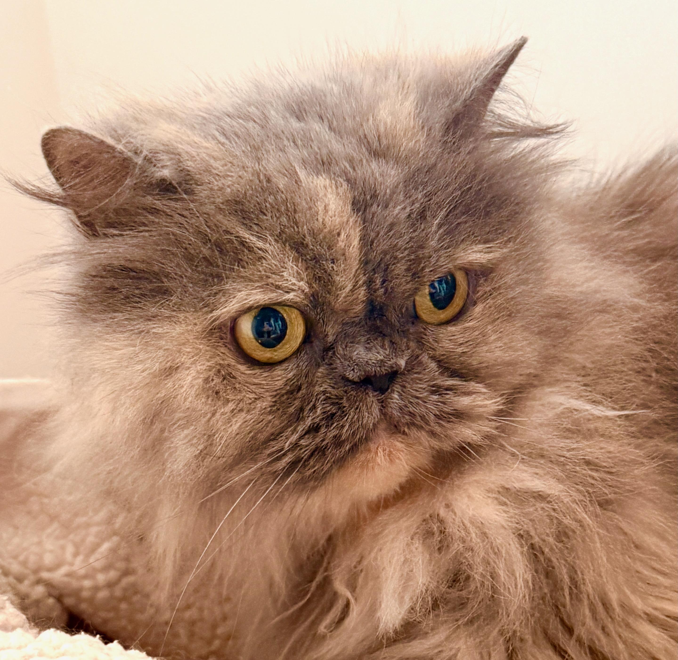 Grfacie, ADOPTABLE, Adult Female Persian.