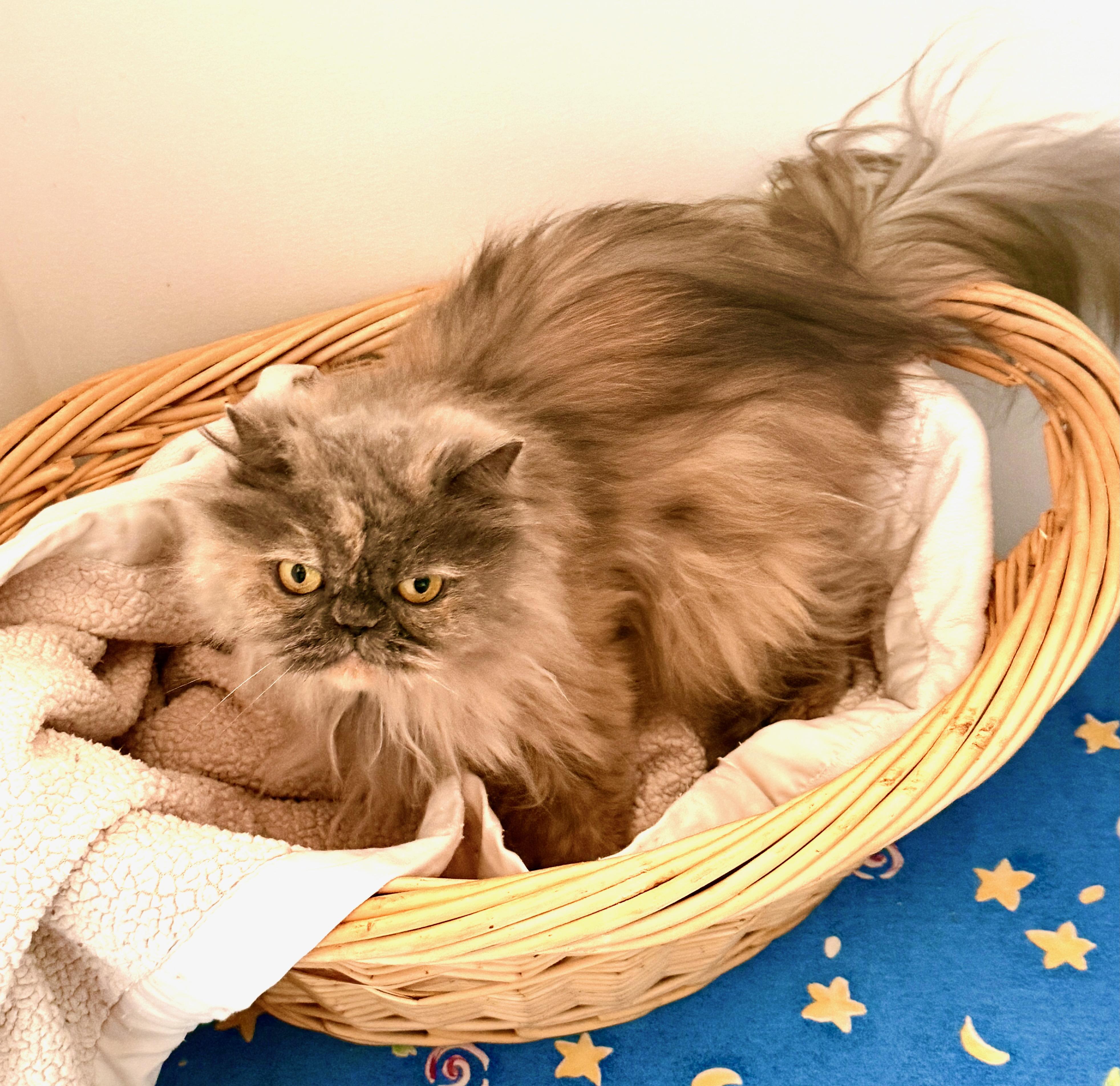 Enlarge Gracie, a ADOPTABLE Persian in Davis, CA image 3/3