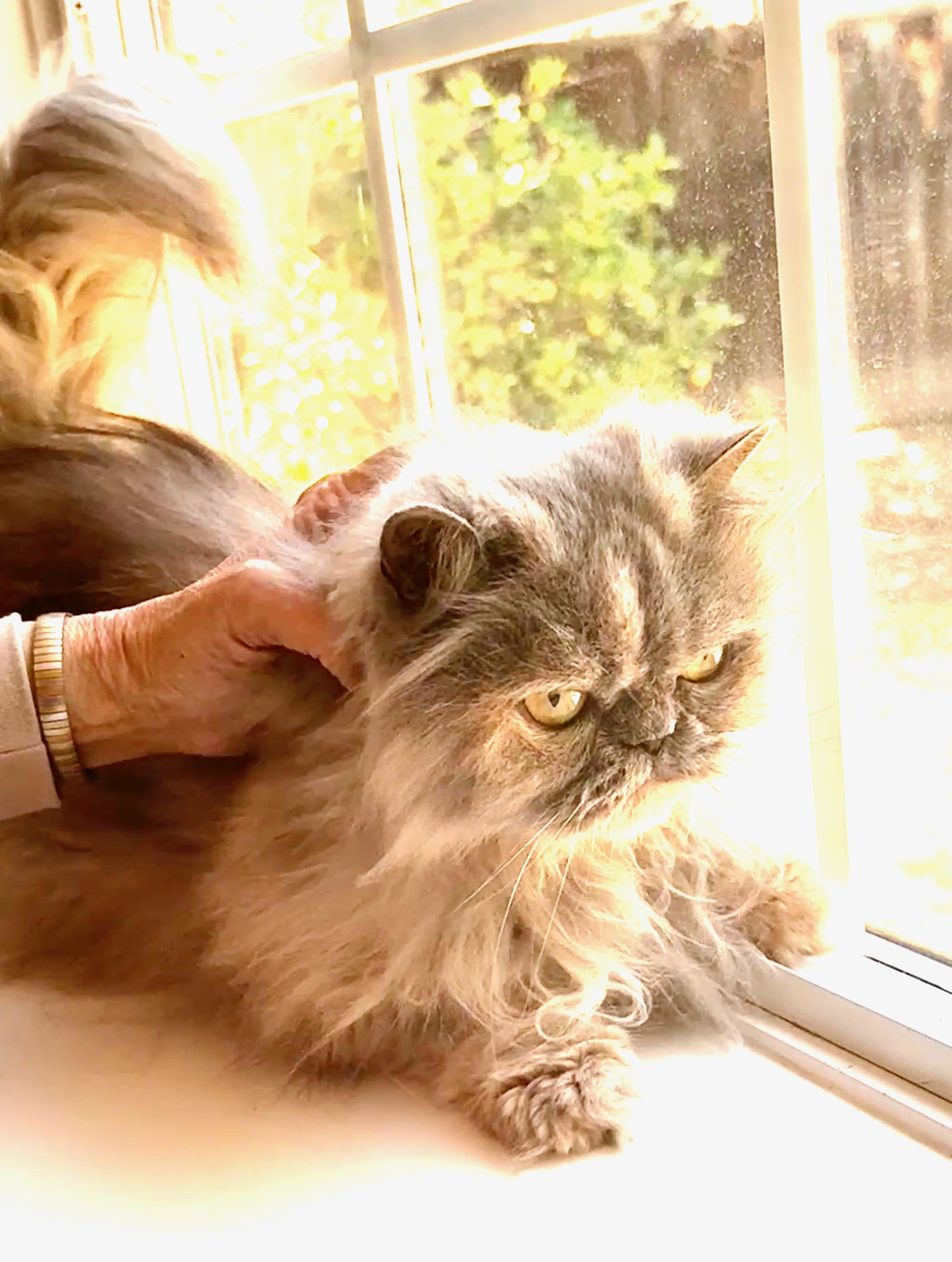 Enlarge Gracie, a ADOPTABLE Persian in Davis, CA image 2/3