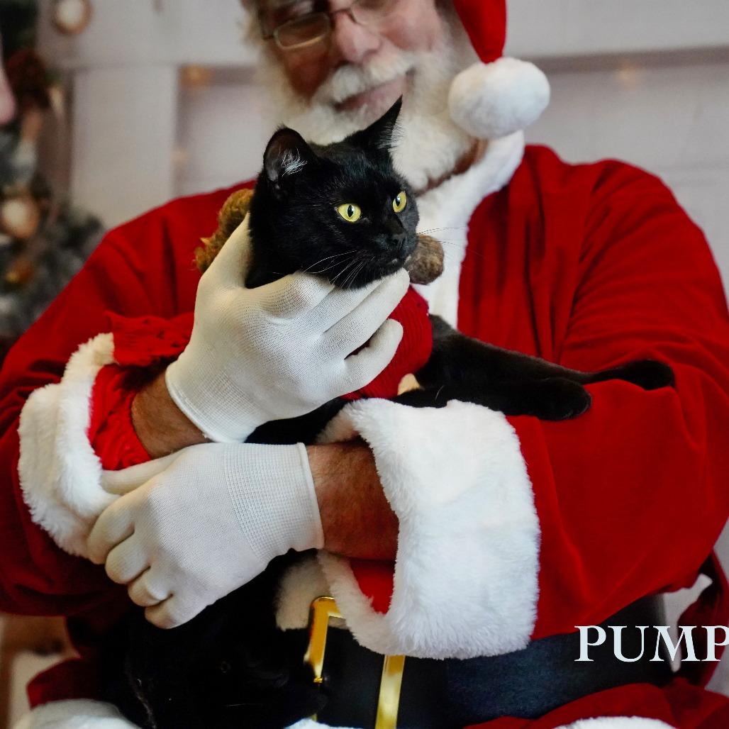 Pumpkin, Adoptable, Young Female Domestic Short Hair.