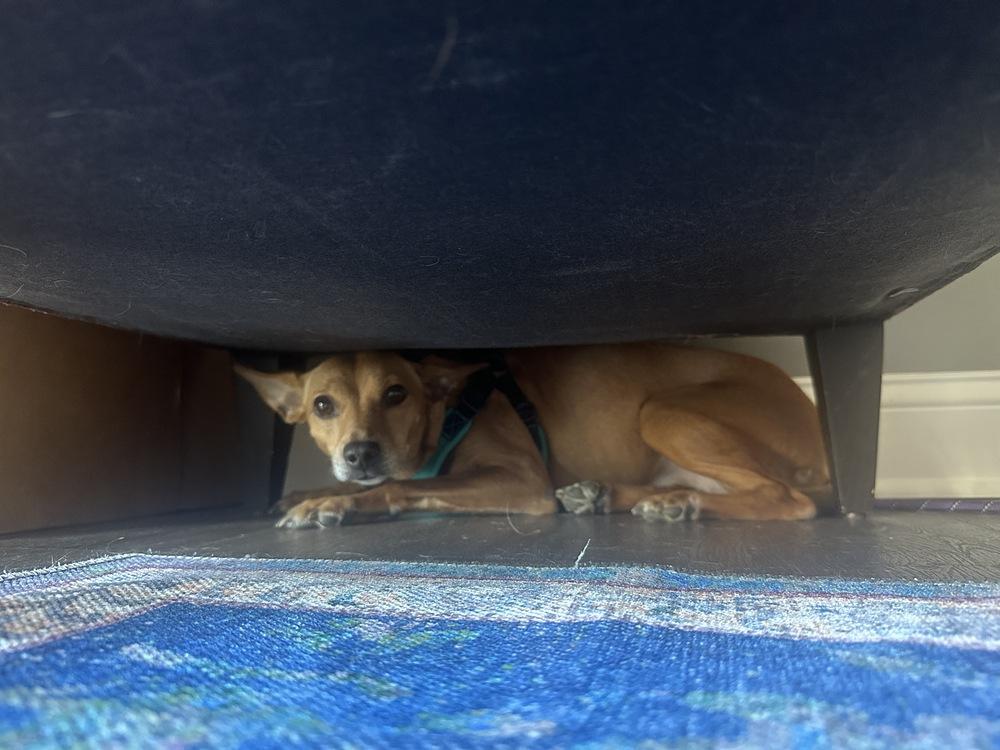 Honey, Adoptable, Adult Female Miniature Pinscher & Chihuahua.