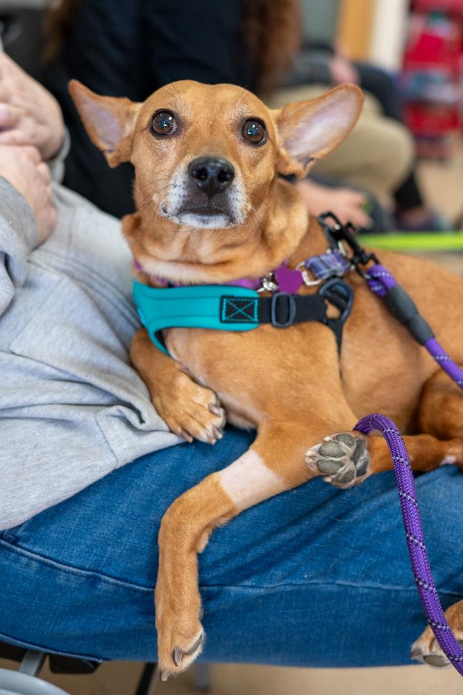 Enlarge Honey, a Adoptable mixed breed in Mundelein, IL image 2/6