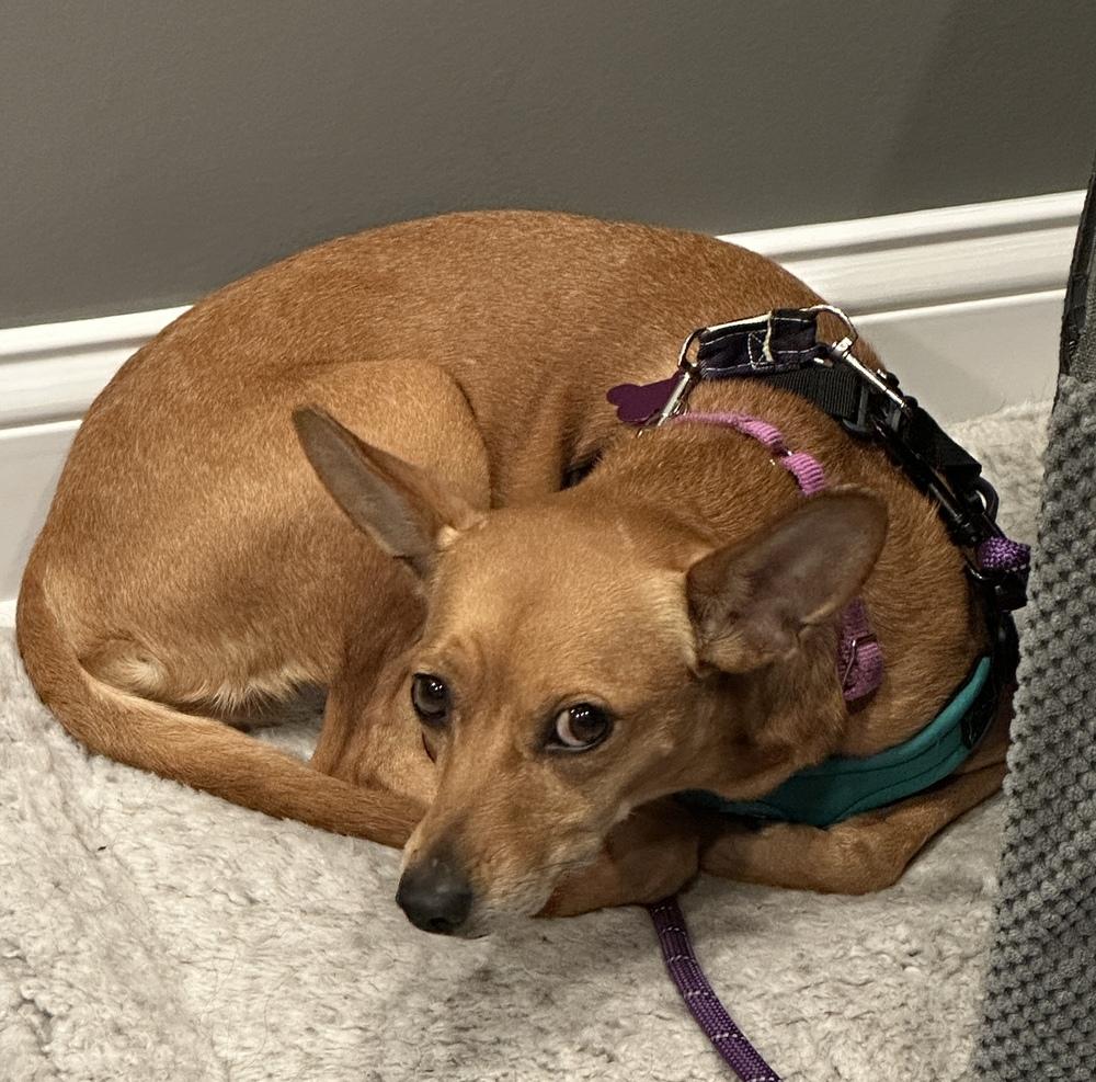 Enlarge Honey, a Adoptable mixed breed in Mundelein, IL image 3/6