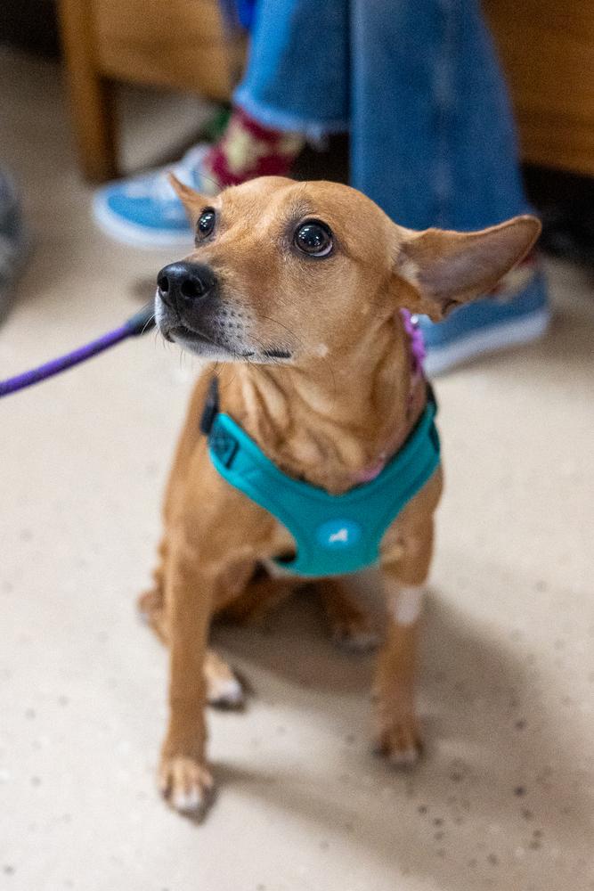 Enlarge Honey, a Adoptable mixed breed in Mundelein, IL image 4/6