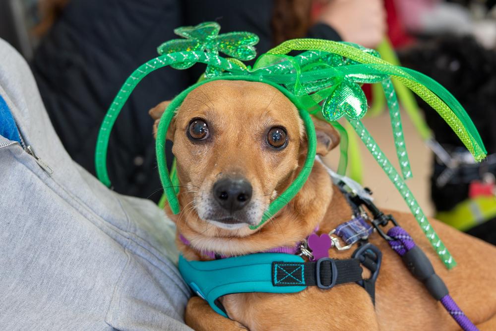 Enlarge Honey, a Adoptable mixed breed in Mundelein, IL image 5/6
