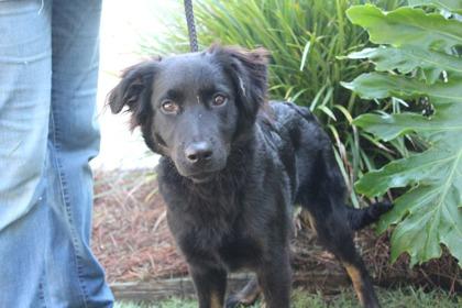 Bubbles, Adoptable, Puppy Female Spaniel & Mixed Breed.