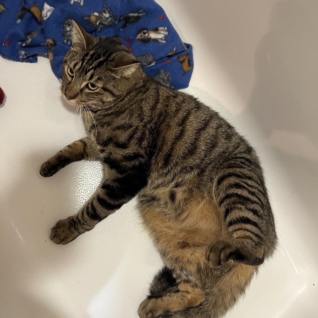 Enlarge Dakota, a Adoptable Domestic Short Hair in Waldorf, MD image 1/5