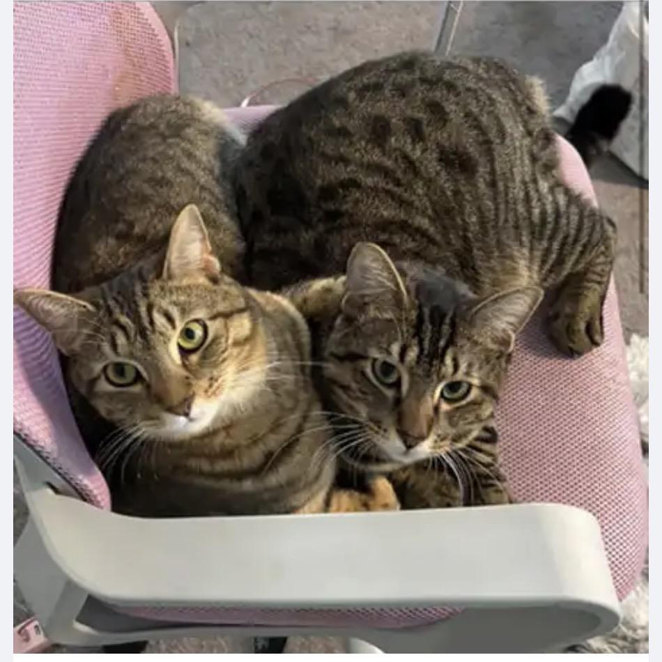 Enlarge Dakota, a Adoptable Domestic Short Hair in Waldorf, MD image 2/5