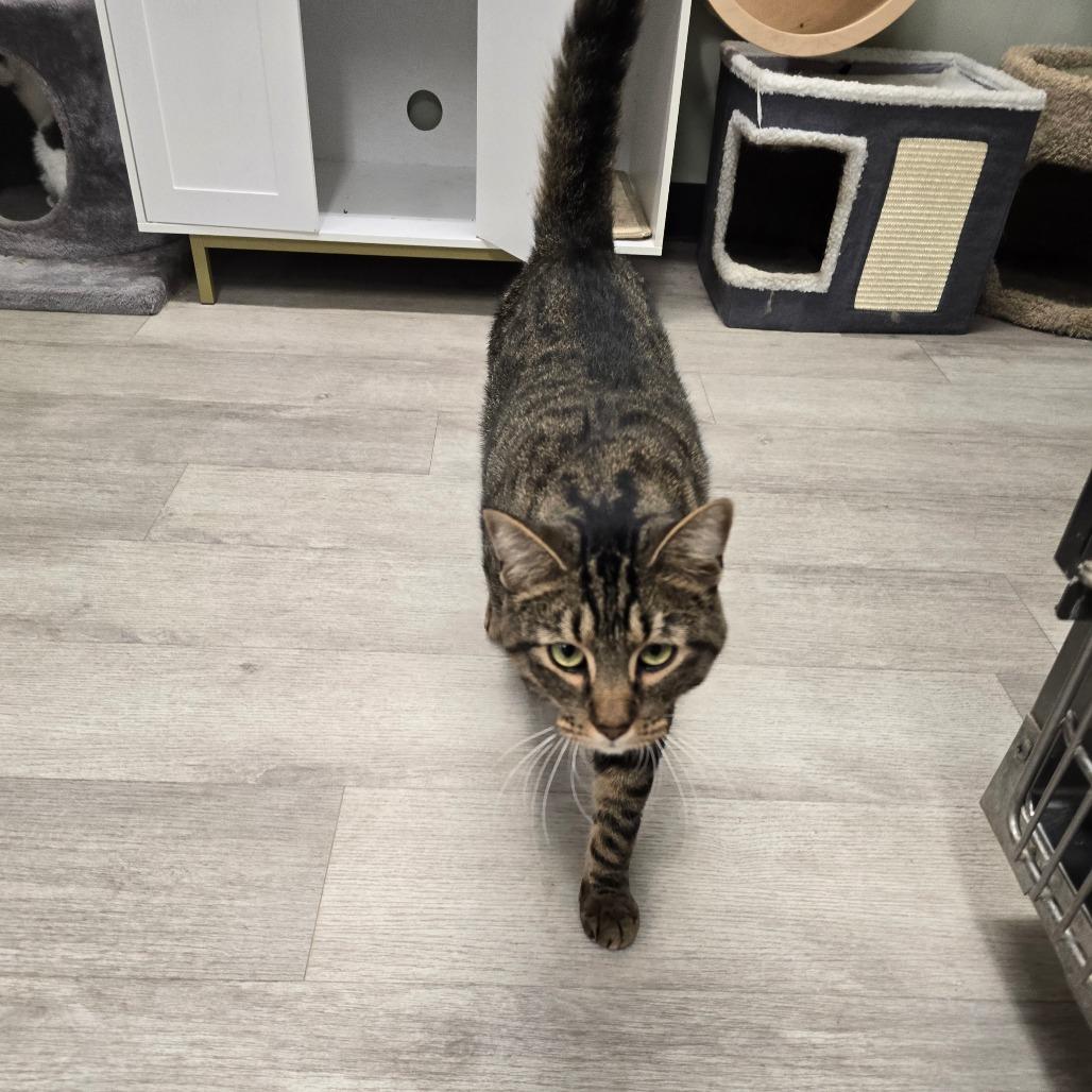 Enlarge Dakota, a Adoptable Domestic Short Hair in Waldorf, MD image 3/5