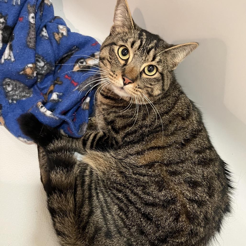 Enlarge Dakota, a Adoptable Domestic Short Hair in Waldorf, MD image 4/5