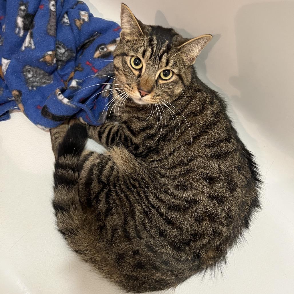Enlarge Dakota, a Adoptable Domestic Short Hair in Waldorf, MD image 5/5