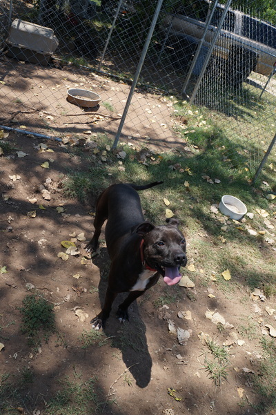Zinnie, Adoptable, Adult Female American Staffordshire Terrier.