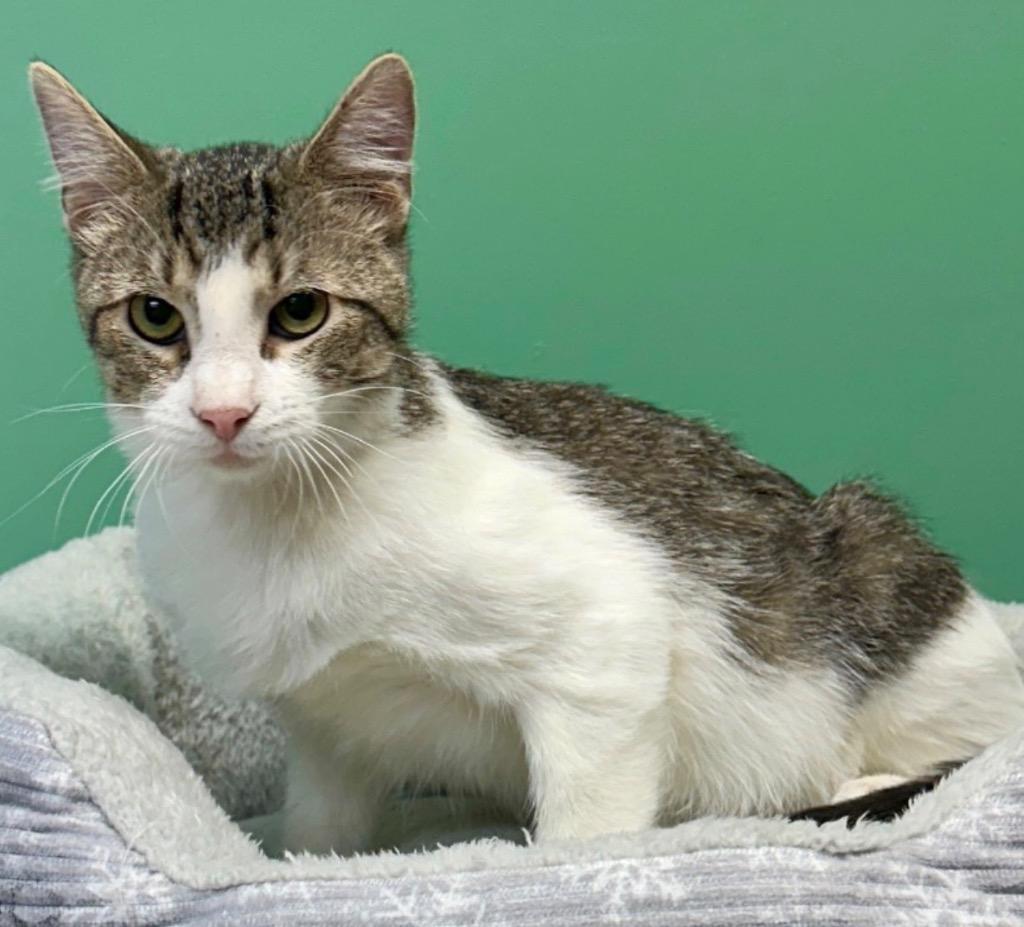 Enlarge Gideon, a Adoptable mixed breed in Waynesville, MO image 1/1