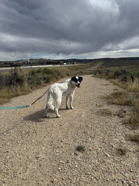 Enlarge Cookie, a Adoptable mixed breed in Midway, UT image 1/3