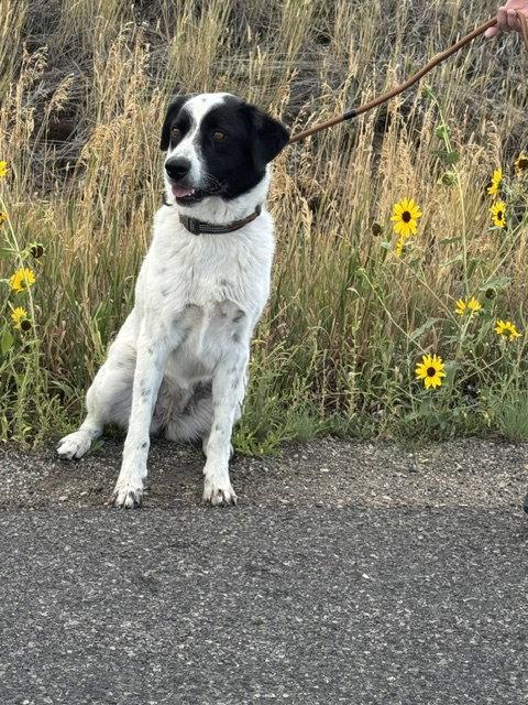 Enlarge Cookie, a Adoptable mixed breed in Midway, UT image 2/3
