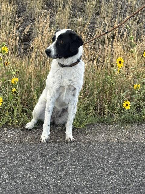 Enlarge Cookie, a Adoptable mixed breed in Midway, UT image 3/3