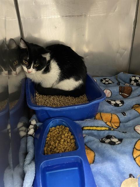 CHARTHOLOMEW, Adoptable, Young Male Domestic Short Hair.