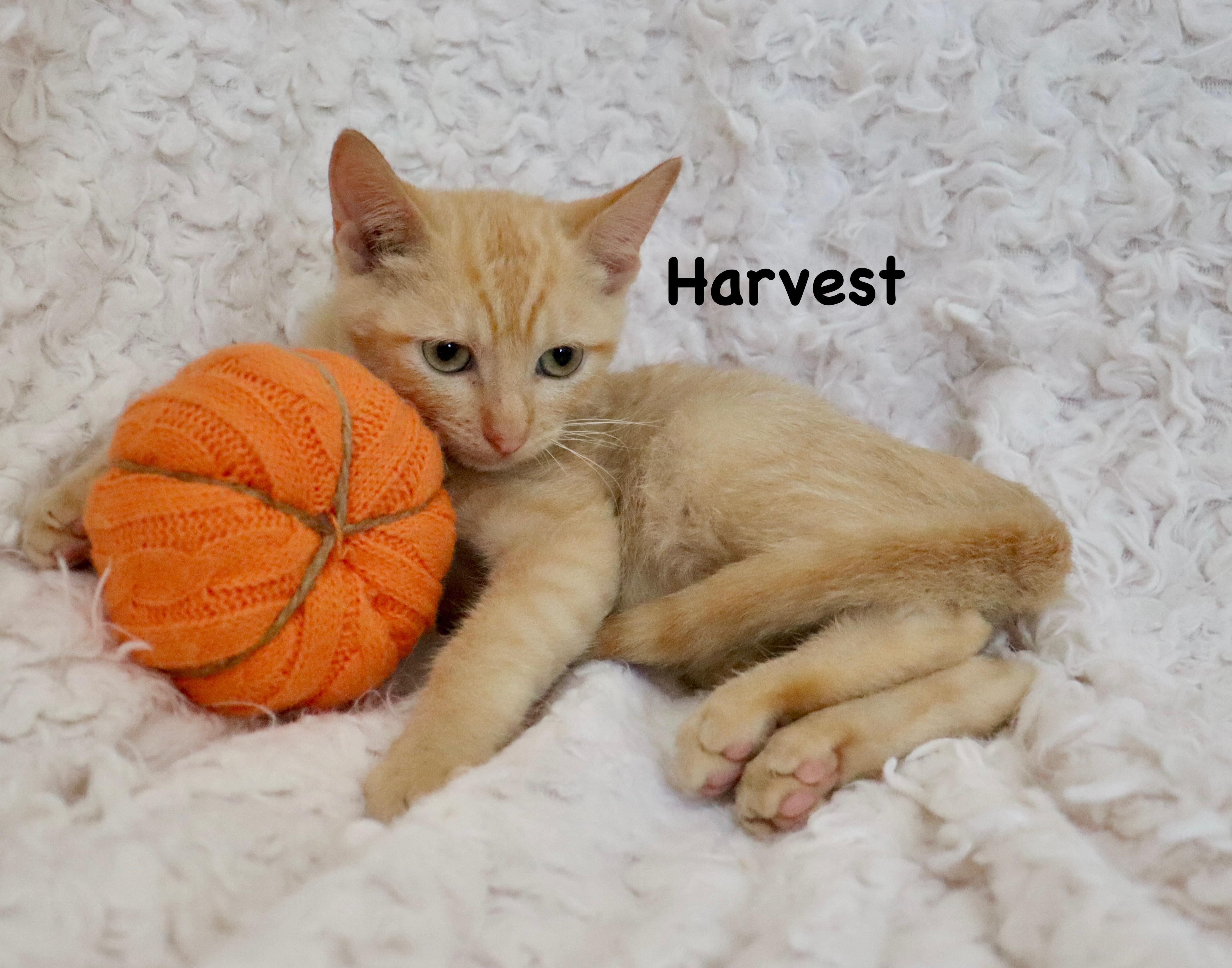 Harvest