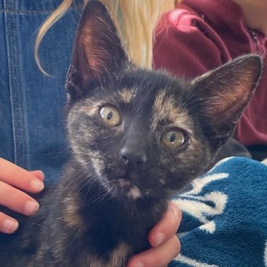 Enlarge Safina, a Adoptable Domestic Short Hair in Campbell River, BC image 2/4