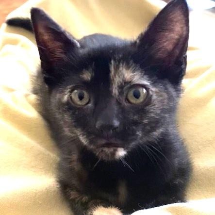 Enlarge Safina, a Adoptable Domestic Short Hair in Campbell River, BC image 4/4