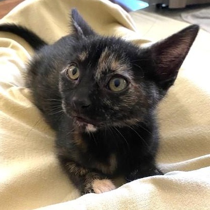 Enlarge Safina, a Adoptable Domestic Short Hair in Campbell River, BC image 3/4