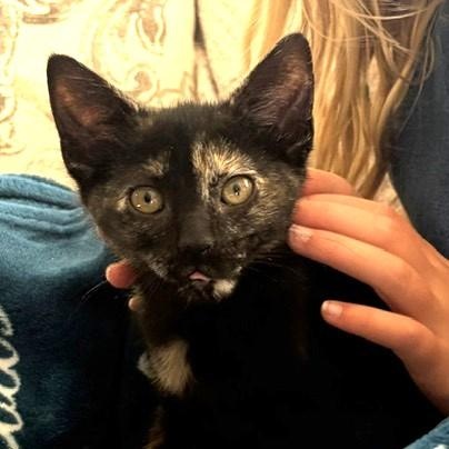 Enlarge Safina, a Adoptable Domestic Short Hair in Campbell River, BC image 1/4