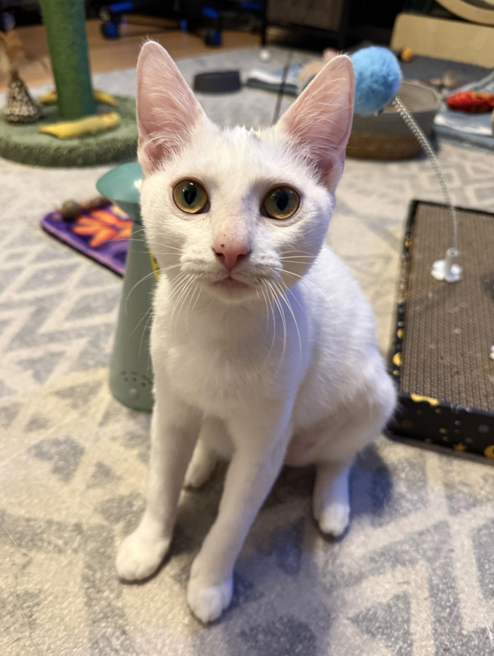 Enlarge Eleonora, a Adoptable Domestic Short Hair in Lighthouse Point, FL image 1/3