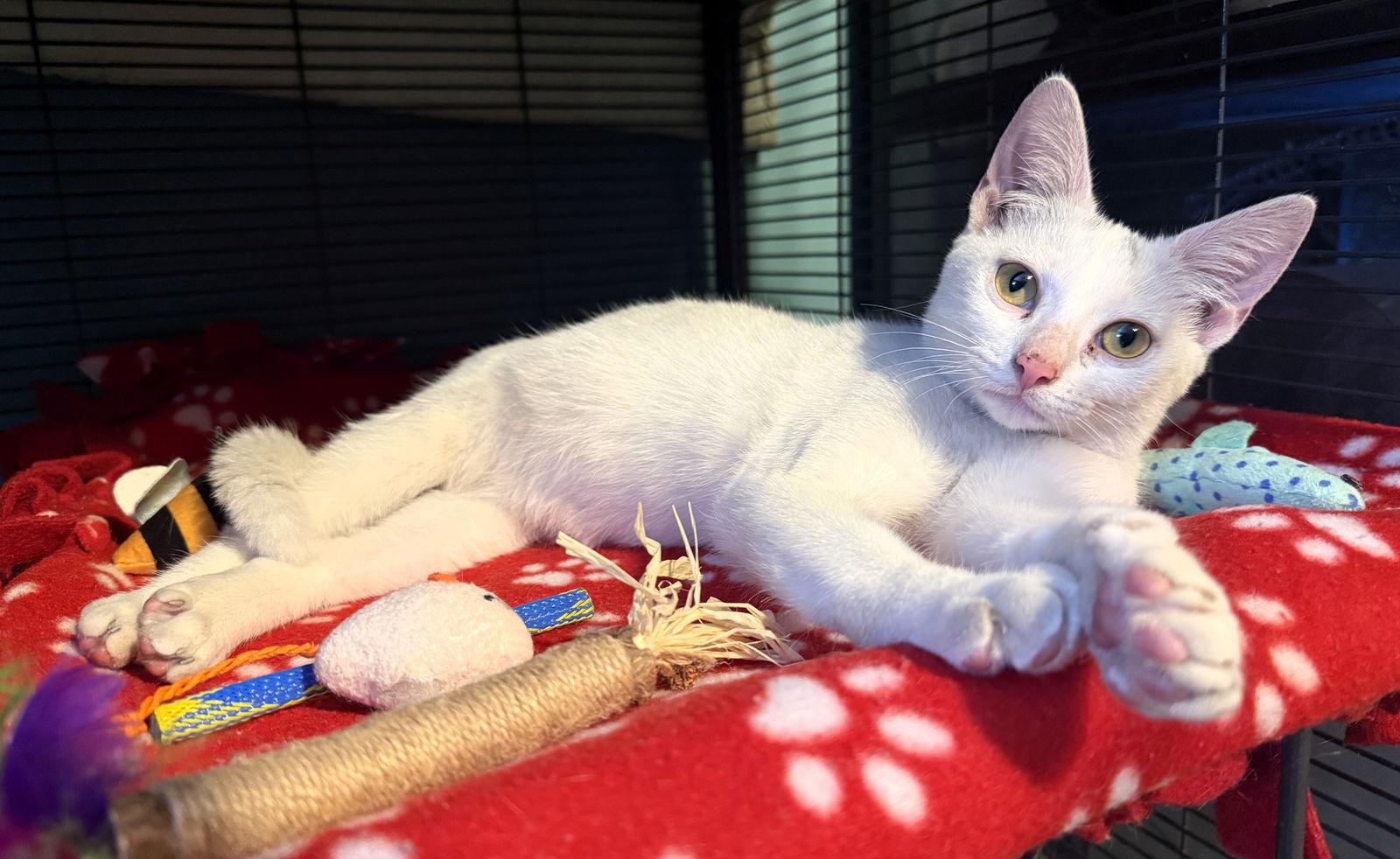 Enlarge Eleonora, a Adoptable Domestic Short Hair in Lighthouse Point, FL image 2/3