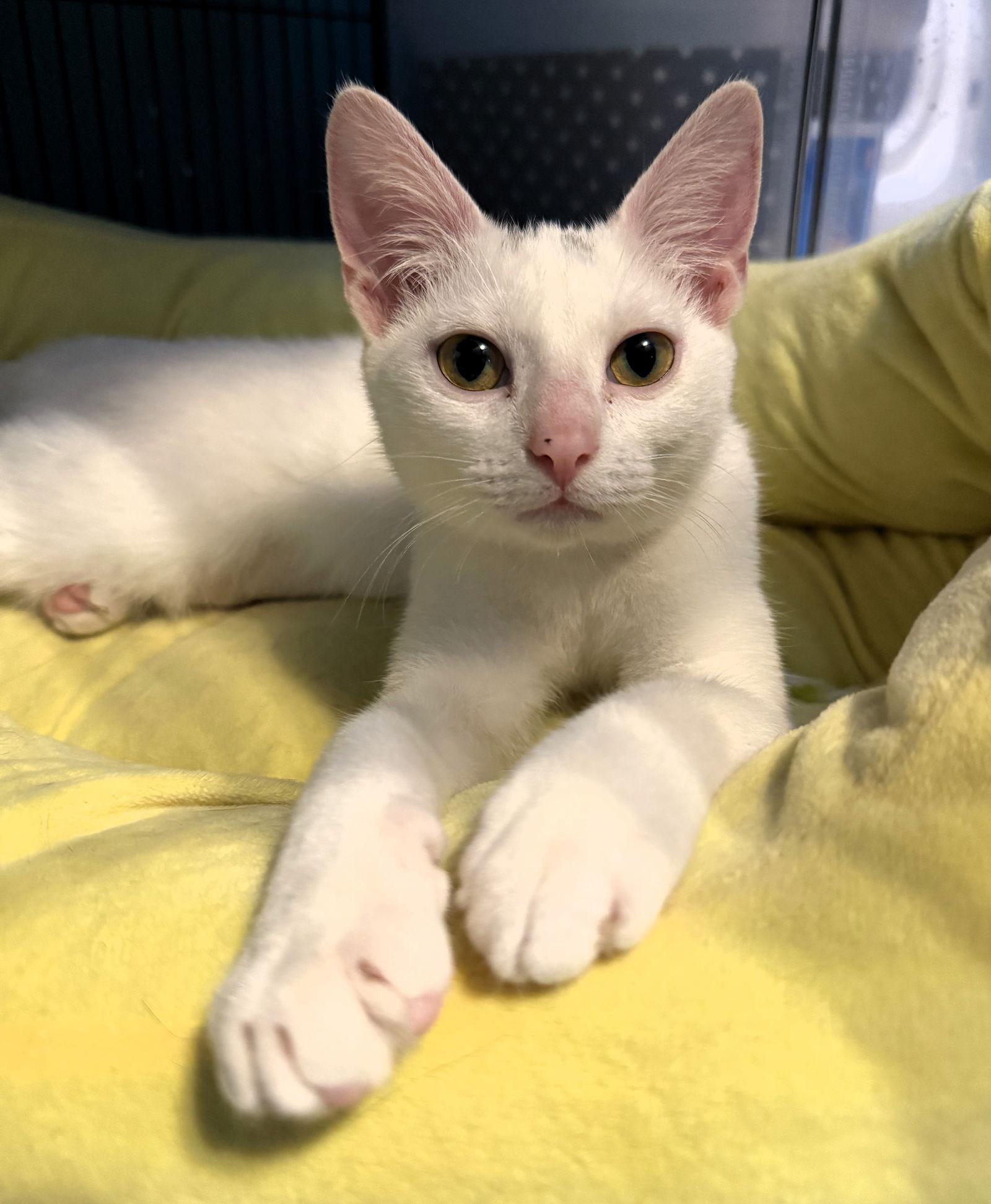 Enlarge Eleonora, a Adoptable Domestic Short Hair in Lighthouse Point, FL image 3/3