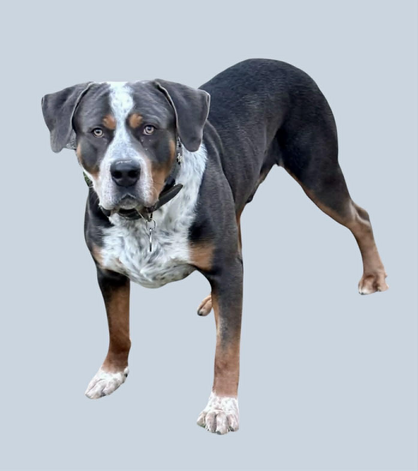 Sprout, ADOPTABLE, Young Male Greater Swiss Mountain Dog.