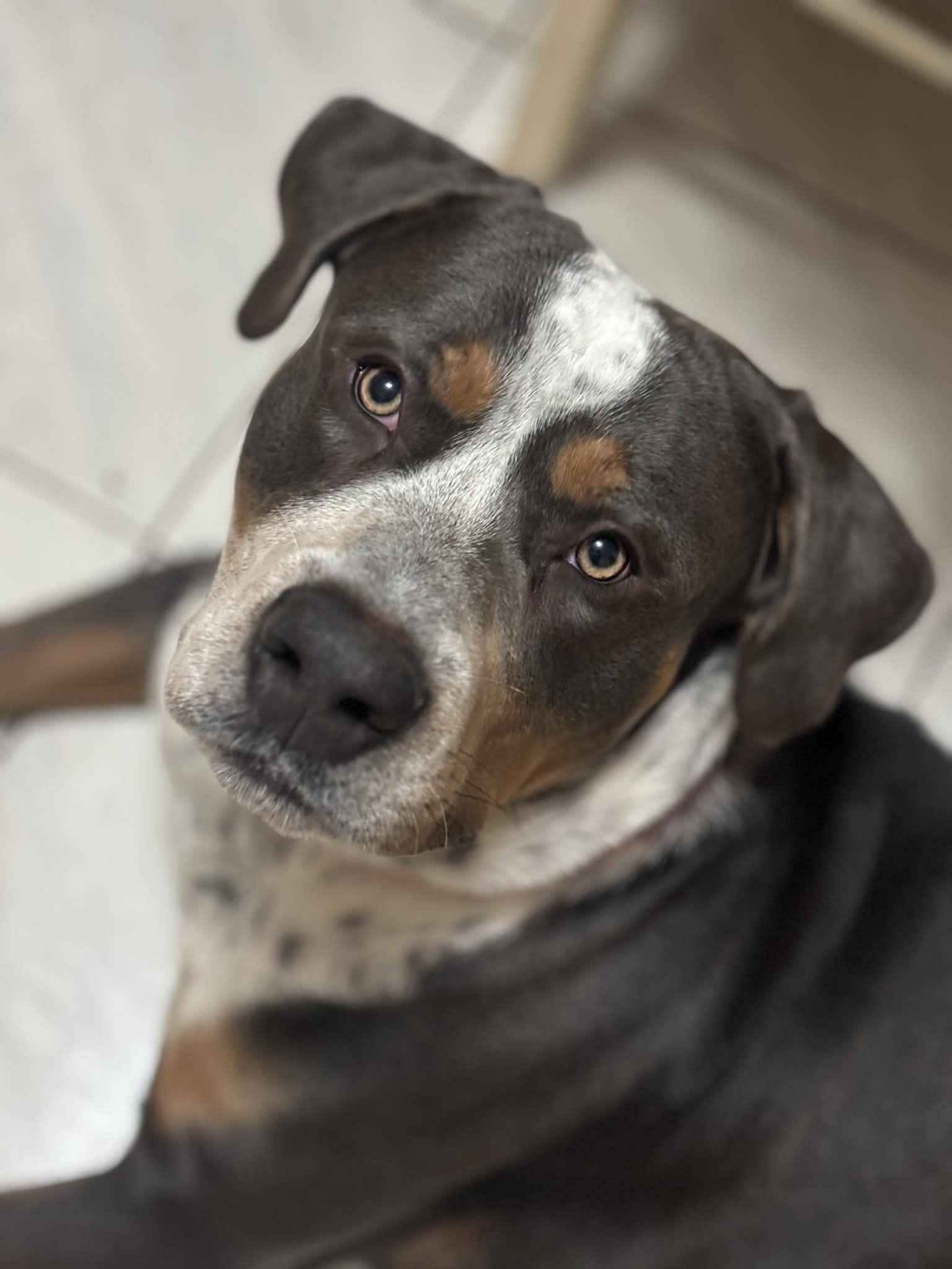 Enlarge Sprout, a ADOPTABLE mixed breed in Yonkers, NY image 2/2